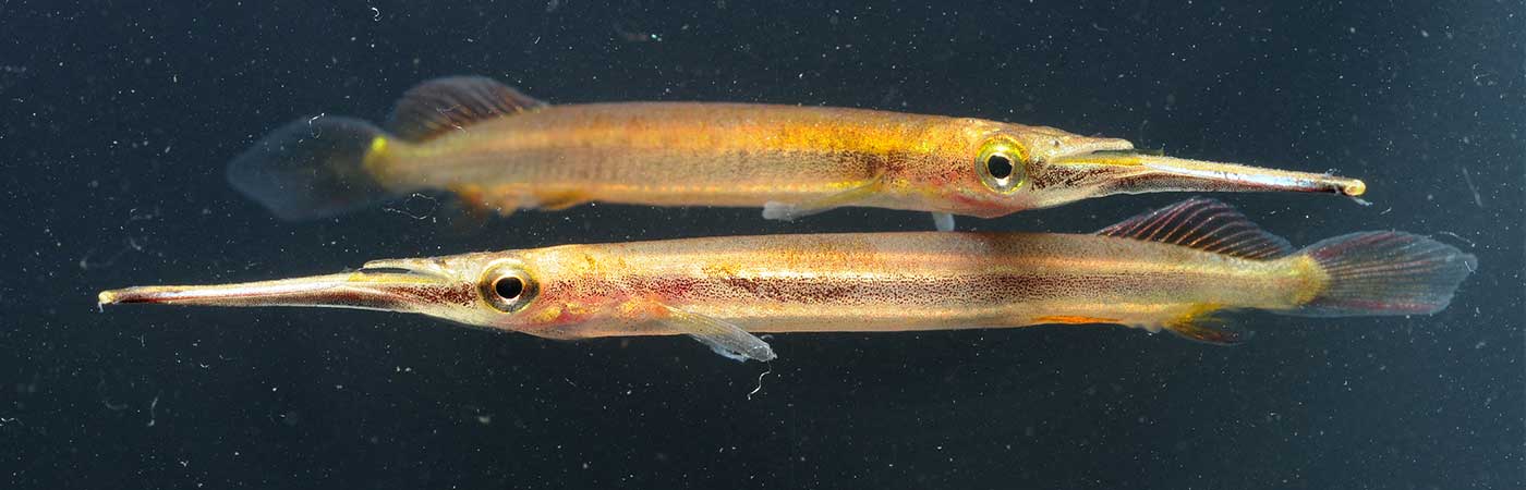 Freshwater halfbeak fishes -Hemirhamphodon tengah from Southeast Asia (photo By Heok Hui Tan)