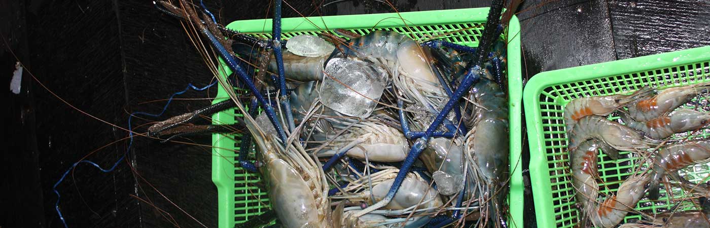 Giant freshwater prawns Macrobrachium rosenbergii in a market in Borneo