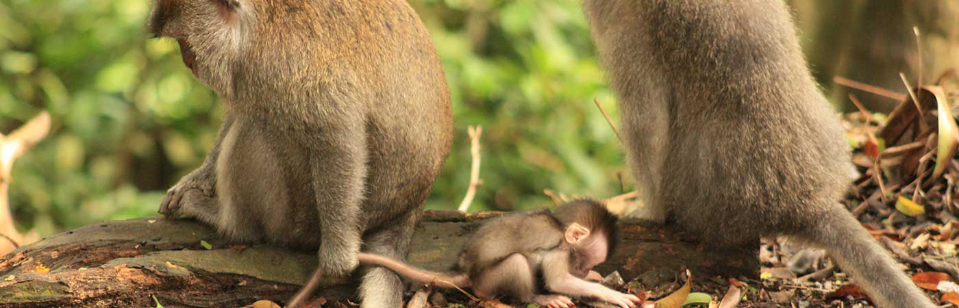 Long-tailed macaques - fieldwork in Bali, Indonesia