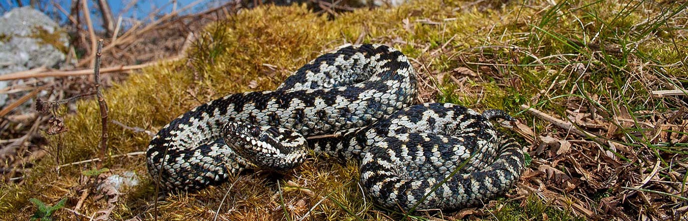  The declining adder, Britain’s only venomous snake – conservation genomics under study at MEEB